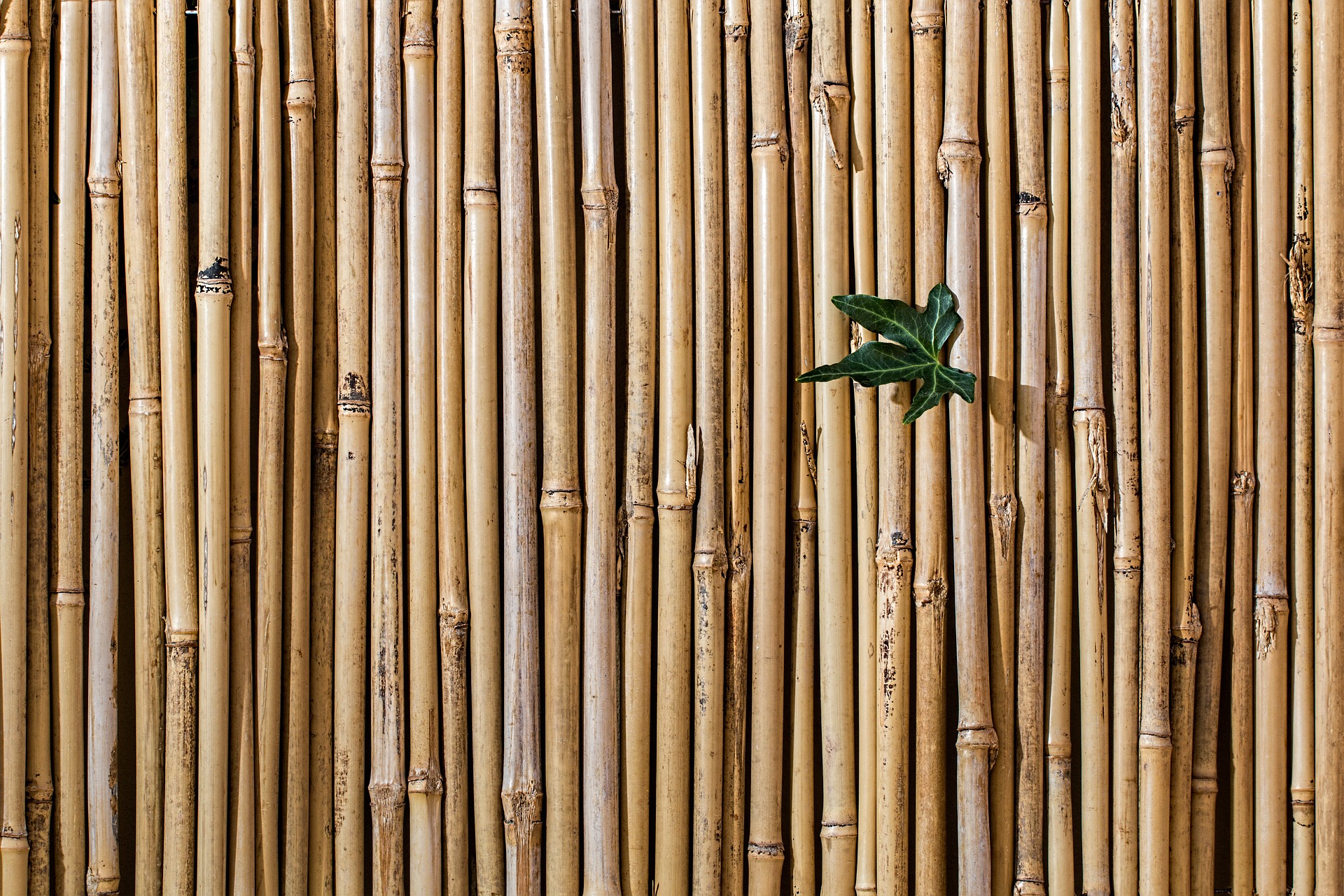parquet bambou massif flottant